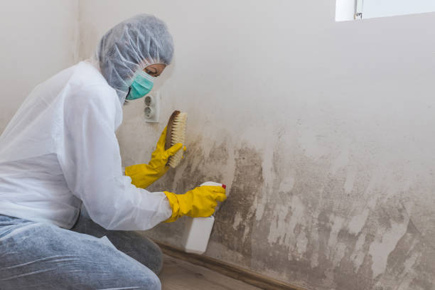 Best Biohazard Mold Removal  in San Juan Bautista, CA