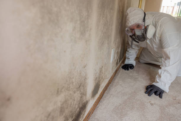 Why You Should Choose Our Mold Remediation Services in San Juan Bautista, CA